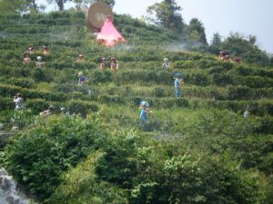 Midway through the park is the ancient Chinese village with people working in the tea fields on the mountain. They will break out in song and dance soon. Look closely.